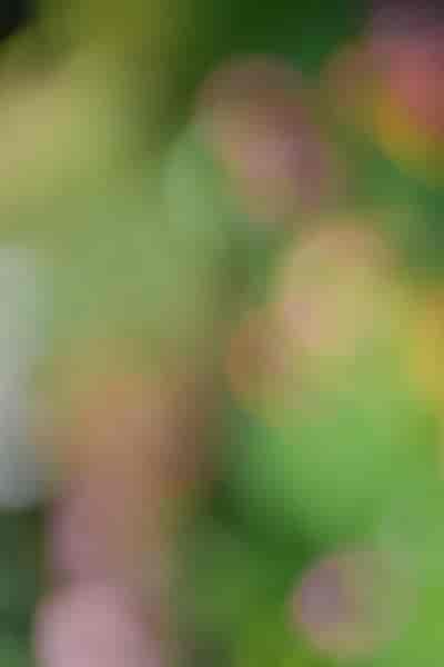 IMG05467