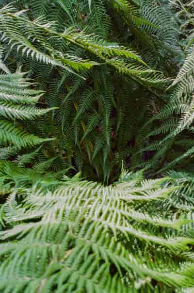 superia (14)