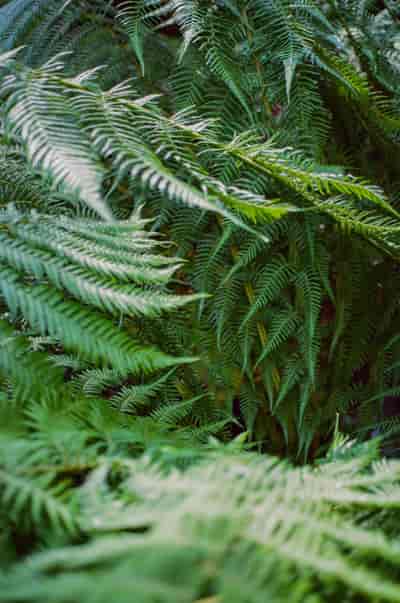 superia (15)
