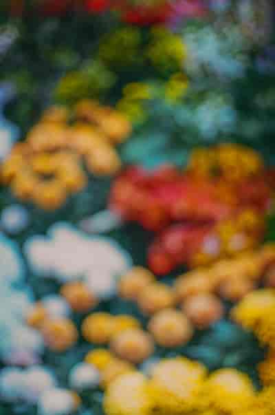 superia (18)