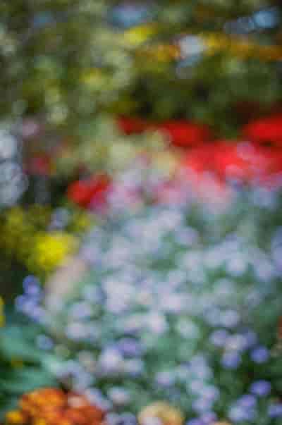 superia (19)