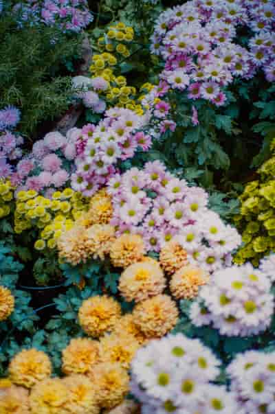 superia (20)