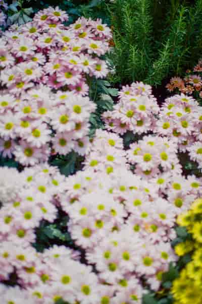 superia (21)