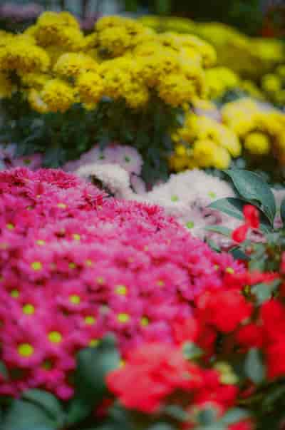 superia (23)