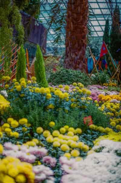 superia (22)