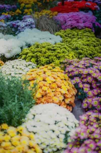 superia (24)