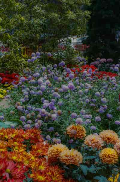 superia (25)