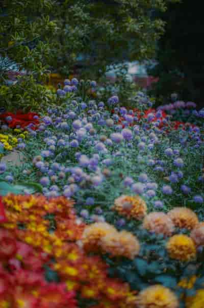 superia (26)