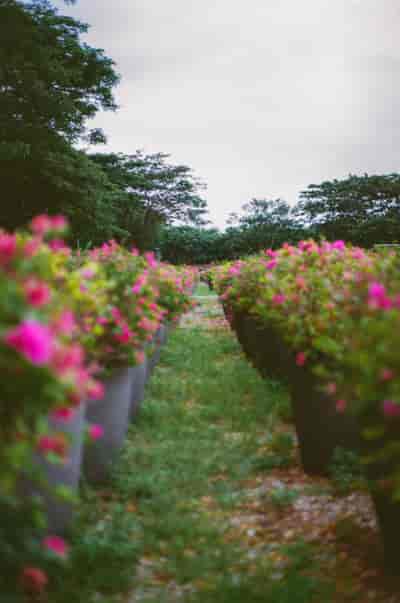 superia (34)