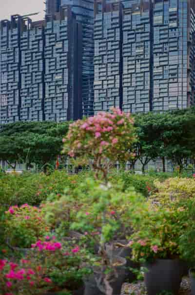 superia (35)