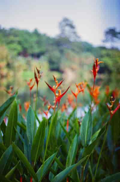 superia (5)