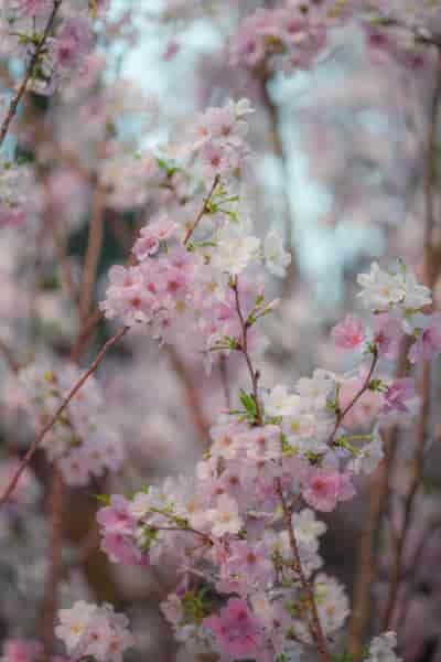 IMG04389